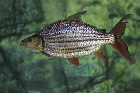 Goliath tigerfish (Hydrocynus goliath), adult, captive