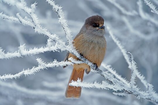 Siberian Jay (Perisoreus infaustus), sits on twig with hoarfrost, Kuusamo, Finland