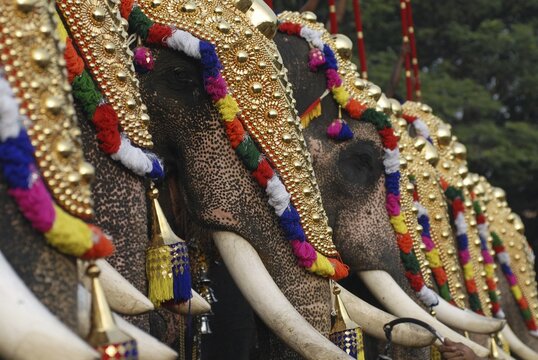 Decorated elephants, Pooram festival, Thrissur, Kerala, South India, India, Asia