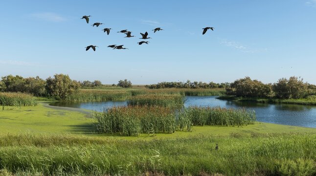 Flying Glossy ibises (Plegadis falcinellus), Marshes, Do&ntilde;ana National Park, El Rocina, Coto de Do&ntilde;ana National Park, Huelva Province, Andalusia, Spain