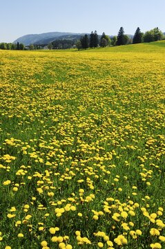 Field of blooming Dandelion (Taraxacum sect. Ruderalia), Jura, Switzerland, Europe