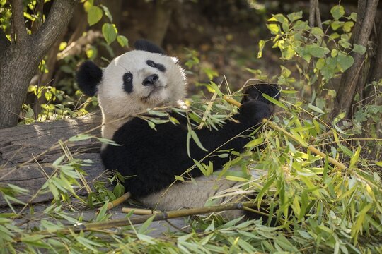 Giant panda (Ailuropoda melanoleuca), captive, juvenile feeding, occurrence China