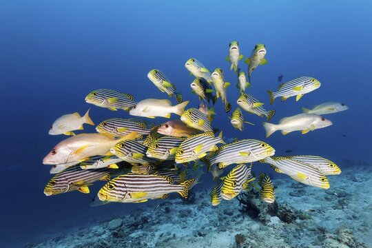Swarm of Oriental sweetlips (Plectorhinchus vittatus) with Ehrenberg's Snapper (Lutjanus monostigma), Great Barrier Reef, Unesco World Heritage, Pacific, Australia