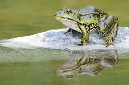 Water Frog (Rana esculenta, Pelophylax kl. Esculentus) with reflection