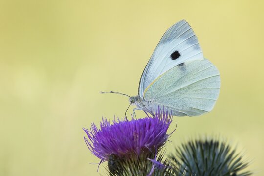 Large White (Pieris brassicae) on a Milk Thistle (Silybum marianum), North Hesse, Hesse, Germany