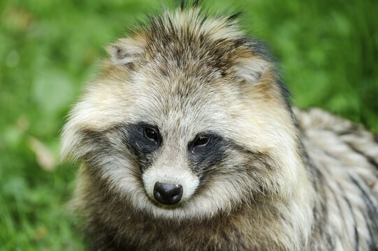 Raccoon dog, Tanuki or Magnut (Nyctereutes procyonoides), portrait