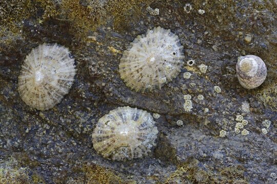 Common Limpets (Patella vulgata), D&eacute;partment C&ocirc;tes-d'Armor, Brittany, France