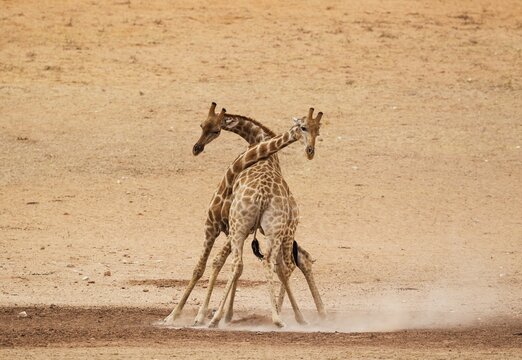 Southern Giraffes (Giraffa camelopardalis giraffa), fighting males in the dry and barren Auob riverbed, Kalahari Desert, Kgalagadi Transfrontier Park, South Africa