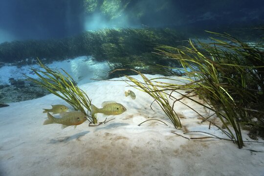 pumpkinseed sunfish (Lepomis gibbosus), swims over riverbed with reeds, Rainbow River, Rainbow Springs State Park, Dunnelon, Florida, USA