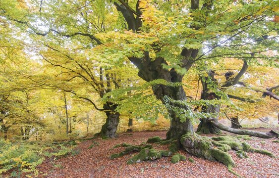 Old beech (Fagus sp.) trees in woods, yellow autumn foliage, Hutewald, Hesse, Germany