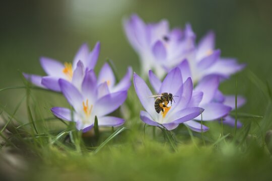 Woodland crocuses (Crocus tommasinianus) with honey bee (Apis mellifera), collects pollen, Emsland, Lower Saxony, Germany