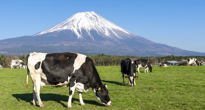 Black and white cows on a green pasture in front of volcano Mt. Fuji, Yamanashi Prefecture, Japan