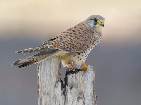 Common Common Kestrel (Falco tinnunculus), young male on pasture pole under red sky, dawn, Swabian Alb Biosphere Reserve, Baden-W&uuml;rttemberg, Germany