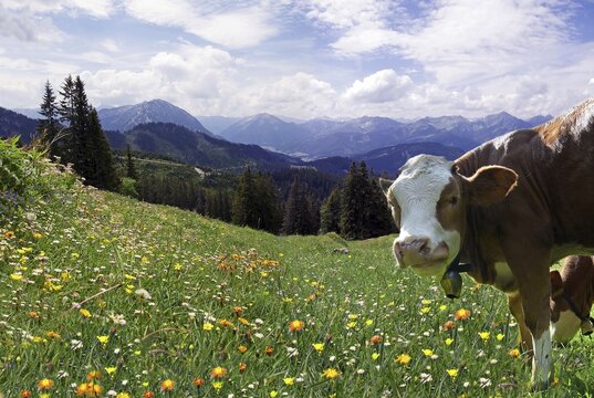 Cow on flower meadow near Blaubergalm (Blue Mountain alpine pasture), Tirol, Austria, Europe
