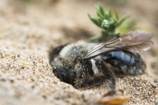 Ashy Mining Bee (Andrena cineraria) digs in sandy soil, Emsland, Lower Saxony, Germany