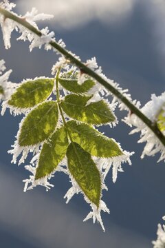 Dog-rose (Rosa canina) leaves with hoarfrost, Hesse, Germany