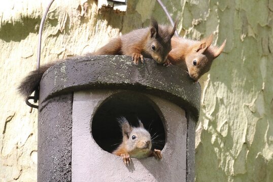 Three young squirrels (Sciurus vulgaris) on owl nesting box, Hesse, Germany