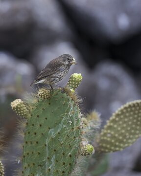 Common Cactus Finch or Small Cactus Finch (Geospiza scandens) feeding on a flower of an Opuntia, Isla Genovesa, Gal&aacute;pagos Islands