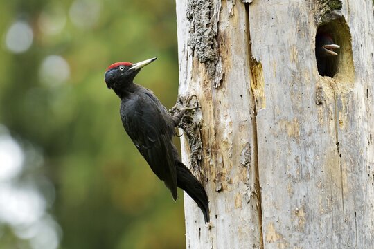 Black Woodpecker (Dryocopus martius) at the nest hole with a chick, Biebrza National Park, Poland