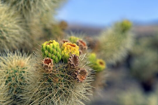 Flowering Cholla Cactus, Cholla Cactus Garden, Joshua Tree National Park, Desert Center, California, USA