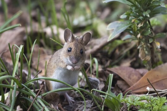 House mouse (Mus musculus) in meadow, Hesse, Germany