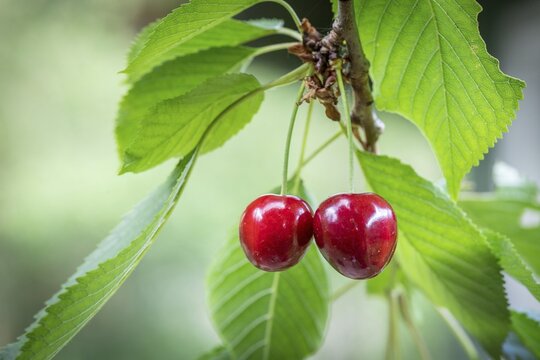 Cherries (Prunus avium) grow on a Wild cherry in summer, Stuttgart, Baden-W&uuml;rttemberg, Germany