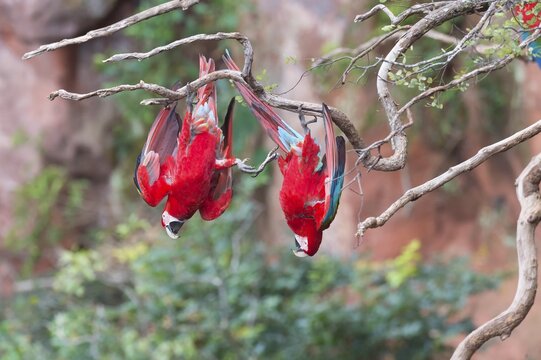 Playful Green-winged Macaws or Red-and-green Macaws (Ara chloropterus), Buraco das Araras, Mato Grosso do Sul, Brazil
