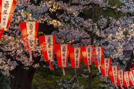 Glowing lanterns in blossoming cherry trees at Hanami Festival in spring, Ueno Park, Tokyo, Japan