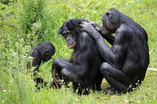 Bonobo, pygmy chimpanzee (Pan Paniscus), adult, female, mother, young, social behaviour, grooming, group, alert, endangered species, captive