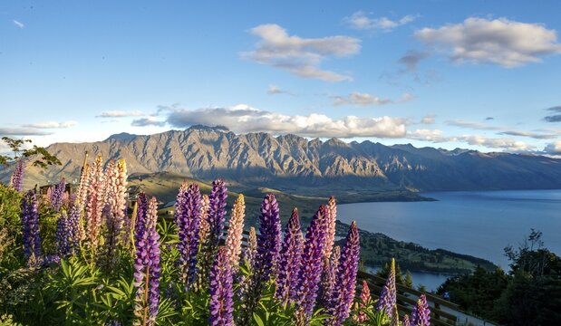 Purple Large-leaved lupins (Lupinus polyphyllus) The Remarkables and Lake Wakatipu, Ben Lomond Scenic Reserve, Queenstown, Otago, New Zealand