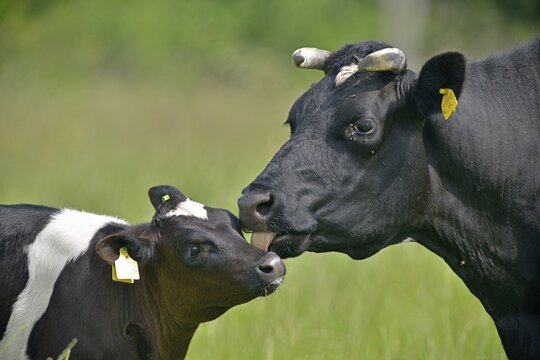 German black and white lowland cattle (Bos primigenius taurus), cow and calf, Emsland, Lower Saxony, Germany