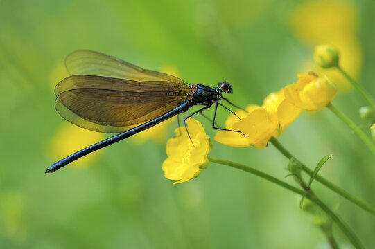 Broad-winged damselfly (Calopterygidae) on twinflowered marsh marigold (Caltha)
