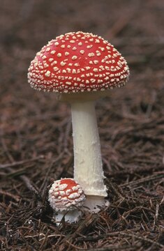 Fly agaric (Amanita muscaria)