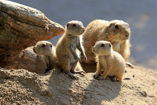Black-tailed Prairie dog (Cynomys ludovicianus), adult with young animals at burrow, social behavior, occurrence North America