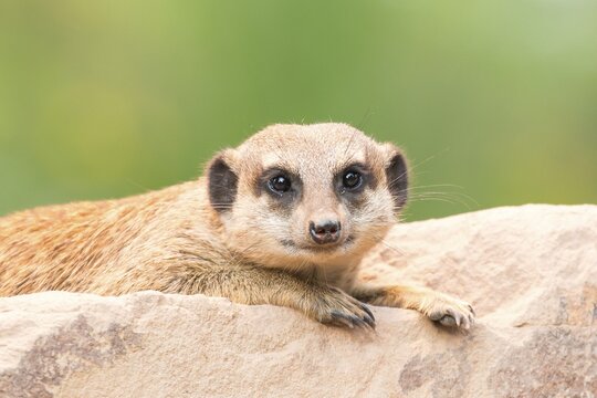 Meerkat (Suricata suricatta), young, captive
