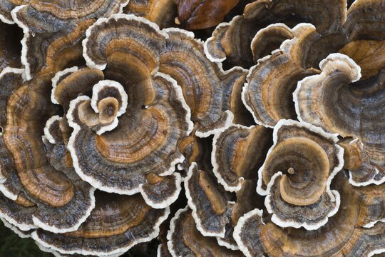 Unji mushroom (Trametes versicolor), Hesse, Germany