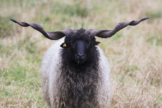 Racka sheep (Ovis aries strepsiceros Hungaricus) with long horns, Hesse, Germany