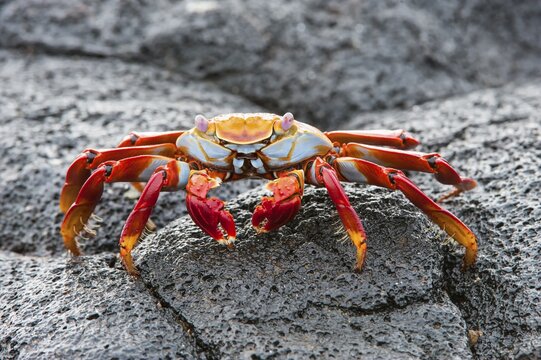 Sally Lightfoot crab (Grapsus grapsus), Gal&aacute;pagos