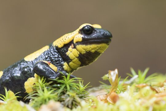 Fire salamander (Salamandra salamandra) in moss, Portrait, Sideways, Hesse, Germany