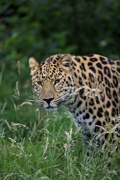 Amur Leopard (Panthera pardus orientalis), adult, native to Asia, captive, England, United Kingdom