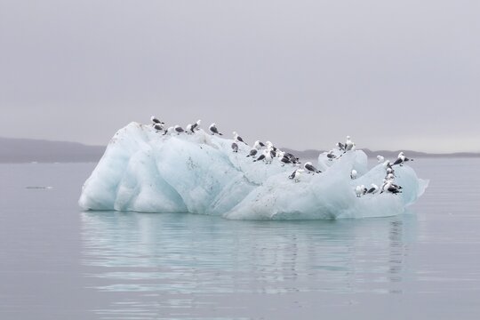 Group of Black-legged Kittiwakes (Rissa tridactyla) on an iceberg, Svalbard, Norway