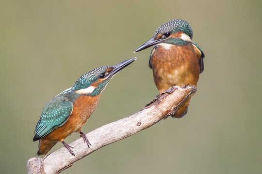 Two young Kingfishers (Alcedo atthis) argueing about their perch, North Hesse, Hesse, Germany