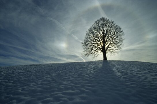 Winter tree, linden tree with aura