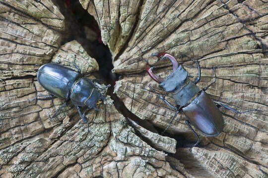Stag beetles (Lucanus cervus), pair on tree trunk, Emsland, Lower Saxony, Germany