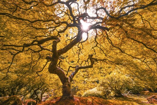 Downy Japanese Maple (Acer japonicum) with autumn colour, Japanese Garden, Portland, Oregon, USA
