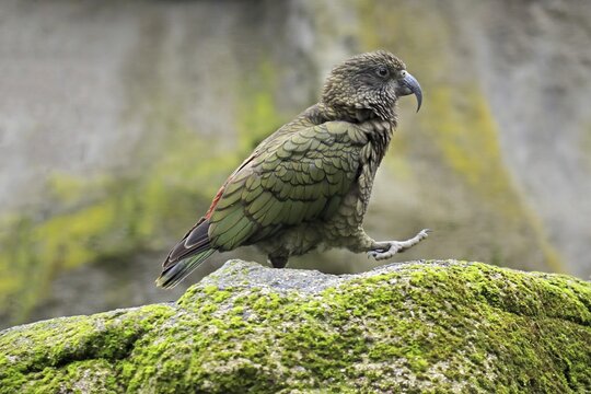 Kea (Nestor notabilis), Kea, adult, on rocks, running, captive, New Zealand
