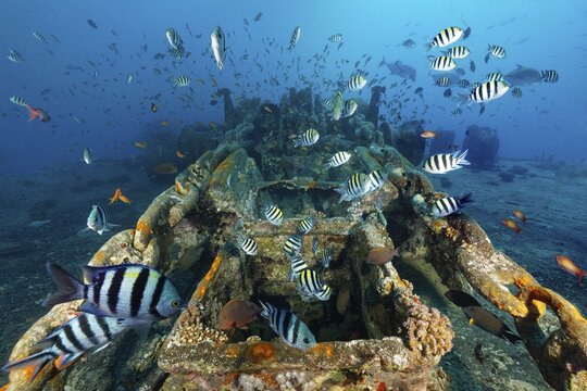 Swarm Scissortail sergeants (Abudefduf sexfasciatus), anchor chain, anchor winch, shipwreck, SS Thistlegorm, Red Sea, Shaab Ali, Sinai Peninsula, Egypt