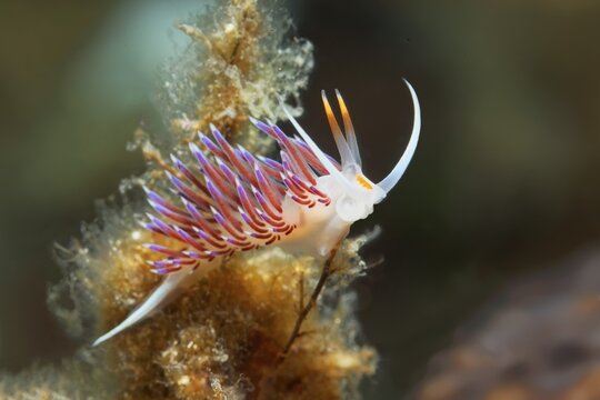 Sea slug (Cratena peregrina), Sithonia, Chalkidiki, also Halkidiki, Aegean, Mediterranean, Greece