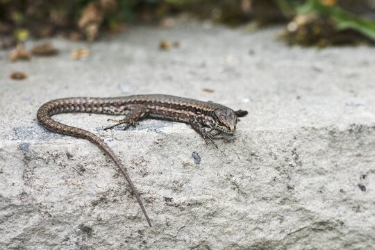 Common wall lizard (Podarcis muralis), Bremen, Germany