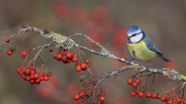 Blue tit (Cyanistes caeruleus), on a lichen-covered rowan branch with red berries, Swabian Alb Biosphere Reserve, Baden-W&uuml;rttemberg, Germany
